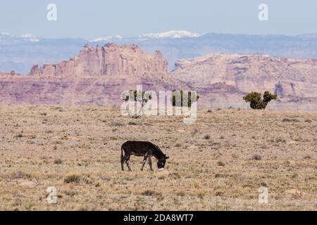 Un burro sauvage sur le San Rafael gonfle dans le centre de l'Utah avec les montagnes enneigées de Wasatch derrière. Utah, États-Unis. Banque D'Images