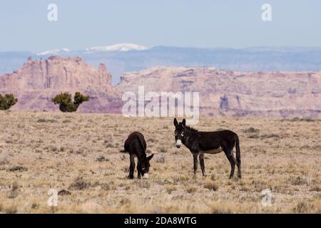 Des burros sauvages sur le San Rafael foisonnent dans le centre de l'Utah avec les montagnes enneigées de Wasatch derrière. Utah, États-Unis. Banque D'Images