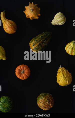 Beaucoup de différents types de citrouilles gros plan, foyer sélectif Banque D'Images