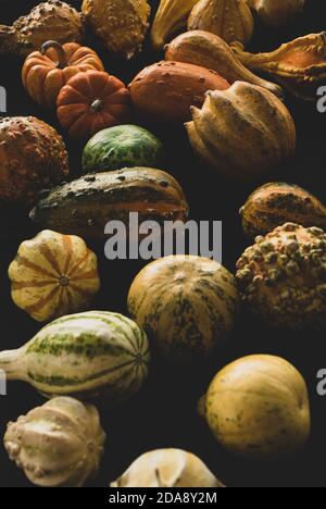 Beaucoup de différents types de citrouilles gros plan, foyer sélectif Banque D'Images