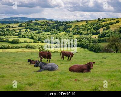 Vaches qui broutage dans un champ de Shropshire entre Church Stretton et Cardington. Banque D'Images