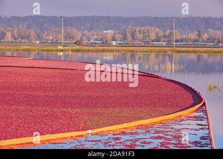 Canneberges flottantes prêtes à la récolte. Les canneberges flottent sur une tourbière noyée. Richmond, Colombie-Britannique, Canada. Banque D'Images