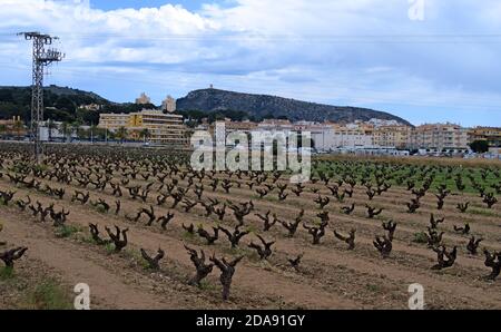 Vignoble, Moraira, proche, région viticole Alicanti, Espagne, Espana, Viticulture Banque D'Images