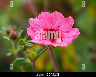 Gros plan d'une jolie fleur rose de quinquefoil et d'un bourgeon, Potentilla nepalensis Miss Willmott, dans un jardin Banque D'Images