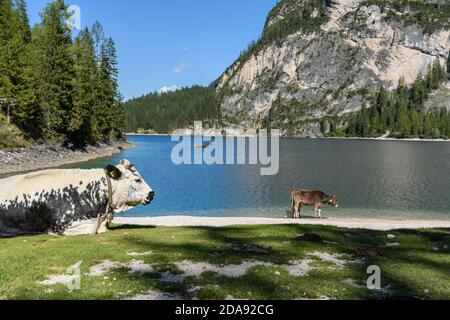 Troupeau de vaches reposant sur la rive d'un lac Banque D'Images