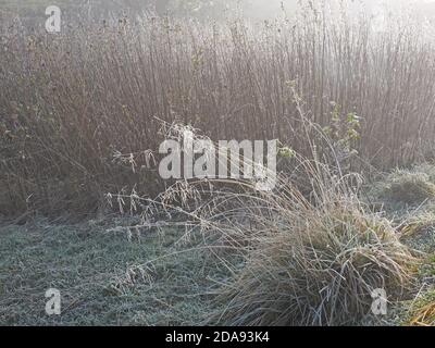 Accumulation de givre sur les tiges d'herbe voûtée et les têtes de semis avec toile de fond des roseaux le long de la rive dans le brouillard glacial du village rural de Cumbria, en Angleterre Banque D'Images
