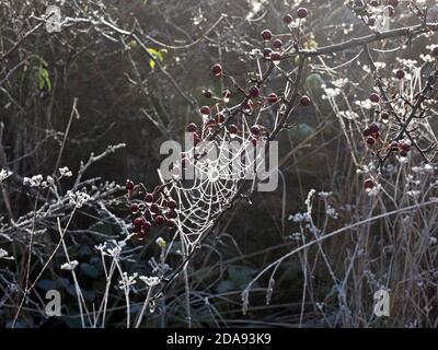 Givre sur la toile de l'araignée orbe avec des faucons (Baies de Hawthorn - Crataegus mponogyna) Étincelant dans hedgerow rétroéclairé par le soleil d'hiver Banque D'Images