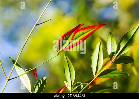 Nandina domestica feuilles sur le fond bokeh, fond de la nature, rouge et vert Banque D'Images