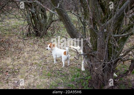 Le chien Jack Russell Terrier regarde la distance Banque D'Images