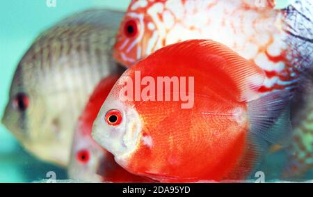 Discus Fish Red Marlboro - (Symphysodon sp.) Banque D'Images