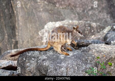 Mareeba Rock-Wallaby Petrogale mareeba Mareeba, Queensland, Australie 4 novembre 2019 Adulte et joey. Macropodidae Banque D'Images