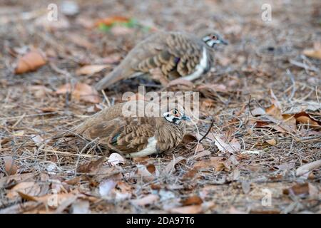 Squatter Pigeon Geophaps scripta Mareeba, Queensland, Australie 4 novembre 2019 Adultes Columbidae Banque D'Images