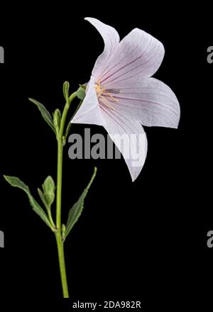 Fleur rose de Platycodon grandiflorus ou de fleurs, isolée sur fond noir Banque D'Images