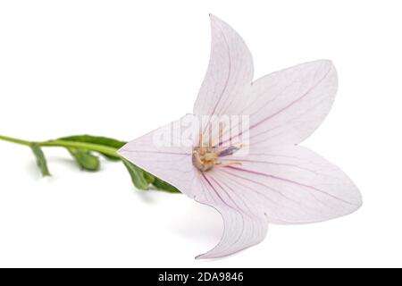 Fleur rose de Platycodon grandiflorus ou de fleurs, isolée sur fond blanc Banque D'Images