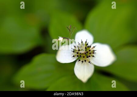 WA16990-00...WASHINGTON - Bunchberry, également connu sous le nom de Ground Dogwood, photographié avec Lensbaby Sweet Spot 50 dans le parc national olympique. Banque D'Images