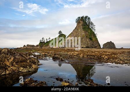 WA18007-00...WASHINGTON - les Seastacks le long de la côte sauvage du Pacifique près du mémorial Chilian dans le parc national olympique. Banque D'Images