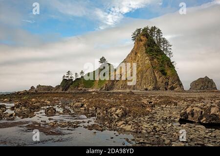 WA18009-00...WASHINGTON - les Seastacks le long de la côte sauvage du Pacifique à marée basse près du mémorial Chilian dans le parc national olympique. Banque D'Images