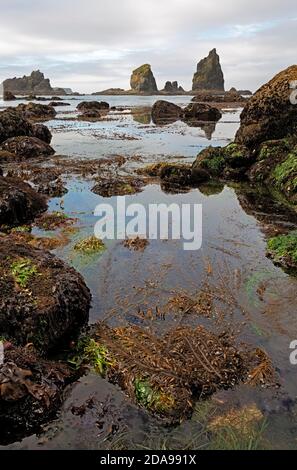 WA18016-00...WASHINGTON - roches couvertes d'algues et de barnacle exposées à marée basse le long de la côte sauvage du Pacifique dans le parc national olympique. Banque D'Images