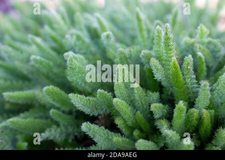 Jeune buisson d'yarrow, Achillea millefolium, plante médicinale, Banque D'Images