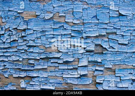 Abstraction du corps de la peinture bleue fissurée sur une surface en bois. Banque D'Images