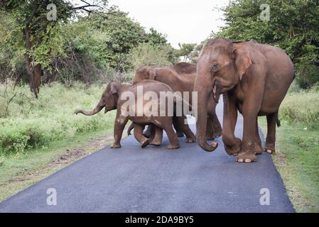 Éléphant sauvage indien ou asiatique dans son habitat naturel ou forêt dans la réserve naturelle de Periyar Karnataka Kerala Inde parc national animal. Banque D'Images