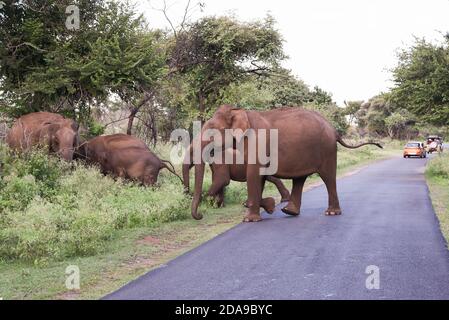 Éléphant sauvage indien ou asiatique dans son habitat naturel ou forêt dans la réserve naturelle de Periyar Karnataka Kerala Inde parc national animal. Banque D'Images