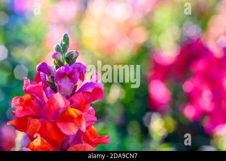 Belle fleur de dragon d'Antirrhinum majus également connu sous le nom de Snap Dragons et Tagetes patula (Marigolds français) est fleuri dans le jardin. Banque D'Images