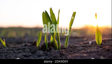 Germes de grain surcultivé sur un champ dans le sol. Lumière du soleil du matin. Dommages aux germes d'orge consommés par les ravageurs. Banque D'Images