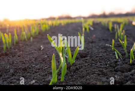 Une ptude de grain de blé détourné, ou orge avec des gouttes de rosée du matin et de soleil du matin. Banque D'Images