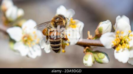 Une abeille qui recueille le miel et le porte sur ses pattes, gros plan, fleurs de prunier au printemps. Banque D'Images