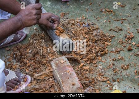 Un Indien local hache la noix de coco et le bois avec katari (broyeur indien) pour le jardinage et le bois de chauffage. Façon indienne traditionnelle. Photo extérieure en daylig Banque D'Images