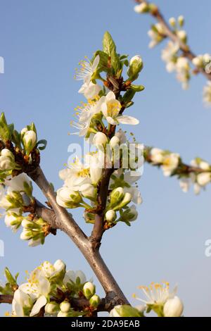 Branches avec fleur sur l'arbre. Prunes fleuris et ciel bleu. Banque D'Images