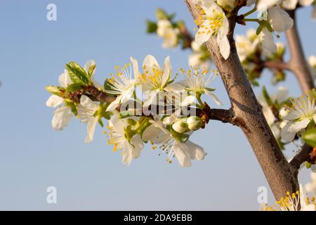 Branches avec fleur sur l'arbre. Prunes fleuris et ciel bleu. Banque D'Images