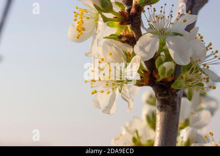 Branches avec fleur sur l'arbre. Prunes fleuris et ciel bleu. Banque D'Images