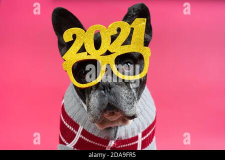 Magnifique chien de taureau français avec lunettes de fête 2021. Bonne année Banque D'Images