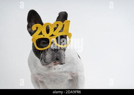 Chien de taureau français célébrant le nouvel an 2021 avec des lunettes de texte. Isolé sur fond blanc. Banque D'Images