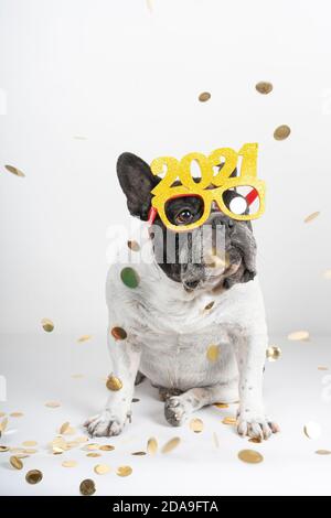 Chien de boudogue français célébrant le nouvel an 2021 avec des lunettes de texte et des confetti. Isolé sur fond blanc. Banque D'Images