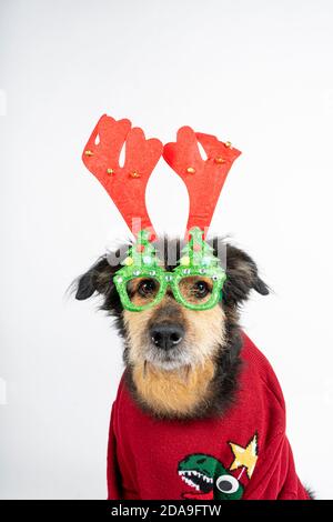 chien dans un chandail rouge, bois de renne et lunettes de noël sur fond blanc Banque D'Images