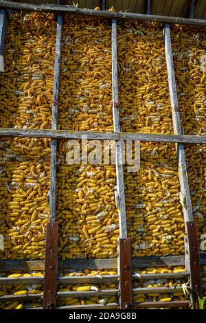 Épis de maïs séchant dans un silo extérieur sur le bord Du champ de récolte au Québec Banque D'Images