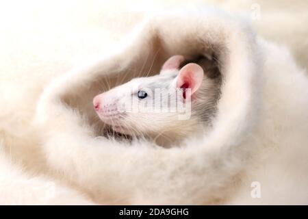 Un petit animal de compagnie mignon et décoratif de rat sur fond blanc moelleux. Banque D'Images