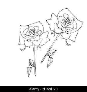 Illustration vectorielle silhouettes roses. Boutons noirs et tiges de roses pochoirs isolés sur fond blanc Illustration de Vecteur