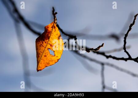 une feuille d'automne jaune-orange sur une branche Banque D'Images