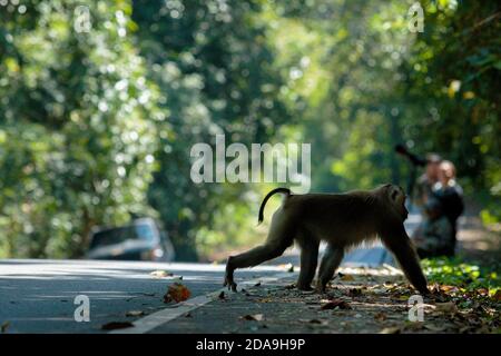 singe dans le parc national de khao yai thaïlande Banque D'Images