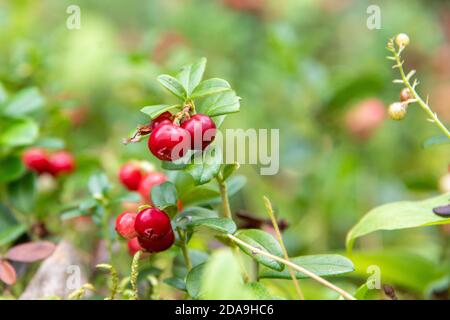 Gros plan de baies de canneberge rouge vif ou de baies de canneberge sur des arbustes aux feuilles vertes, foyer sélectif, bokeh naturel. Fond naturel avec berrie rouge Banque D'Images