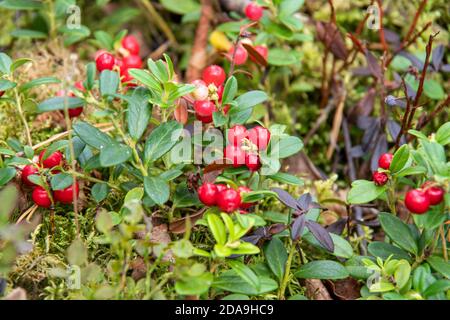 Des baies rouges brillantes de baies de lingonberry sur des buissons avec des feuilles vertes poussent sur le sol dans la forêt, en gros plan. Collection de baies sauvages. Fond naturel Banque D'Images