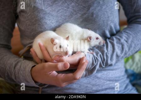Deux petits rats blancs dans les mains d'une femme gros plan. Banque D'Images