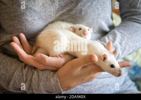 Deux petits rats blancs dans la main d'une femme Banque D'Images