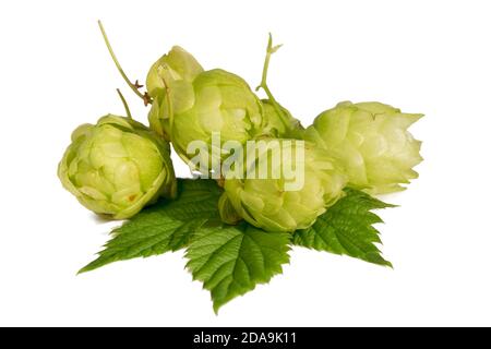 Houblon vert frais isolé sur fond blanc. Production de bière. Banque D'Images