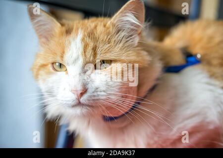 Abcès au cou du chat. Les animaux qui marchent dans la rue sont plus susceptibles d'être infectés. Les égratignures dues aux combats avec d'autres animaux entraînent une inflammation Banque D'Images