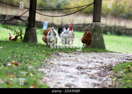 Poulets vivant leur meilleure vie à Sussex, Royaume-Uni. Banque D'Images